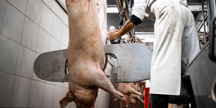 Why Is the Right Knife Like a Secret Ingredient in Meat Preparation?