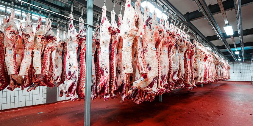 Rows of beef carcasses hanging on hooks inside a commercial meat processing cold storage
