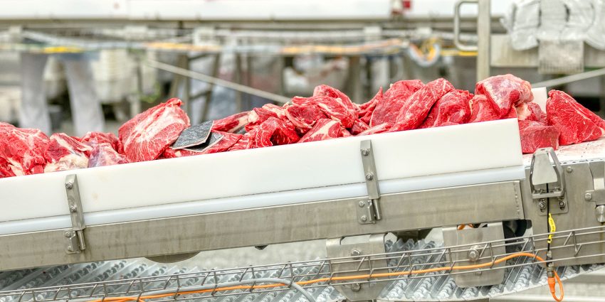 Raw beef cuts moving along processing plant conveyor belt